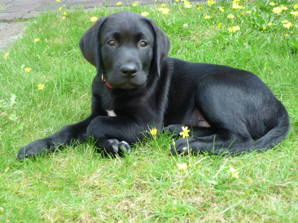 Leo im Juli 2011