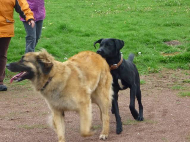 Platz der Galgohilfe Coesfeld 06.05.2012