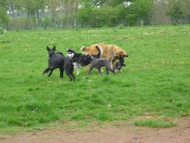 Platz der Galgohilfe Coesfeld 06.05.2012