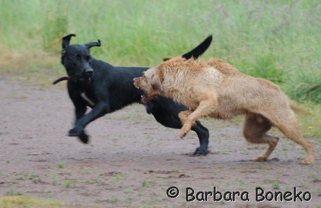 Platz der Galgohilfe Coesfeld 03.06.2012