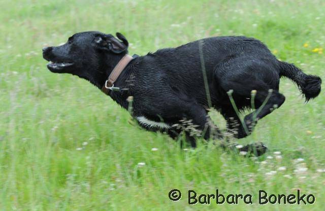 Platz der Galgohilfe Coesfeld 03.06.2012