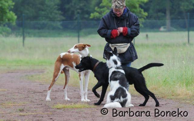 Platz der Galgohilfe Coesfeld 03.06.2012