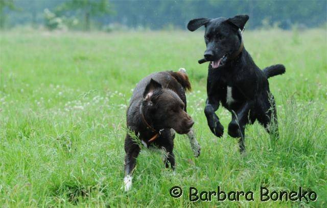 Platz der Galgohilfe Coesfeld 03.06.2012