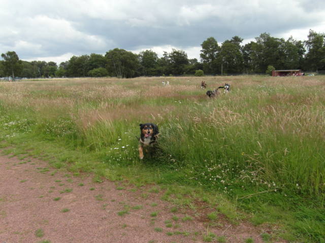 Galgoplatz vom 01.07.2012