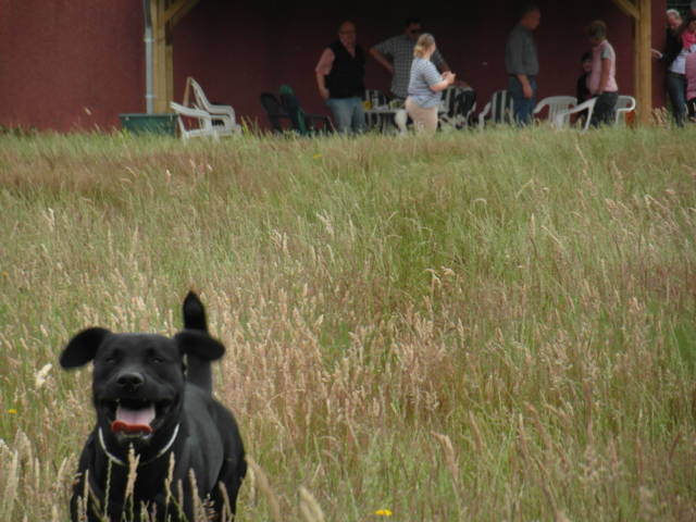 Galgoplatz vom 01.07.2012