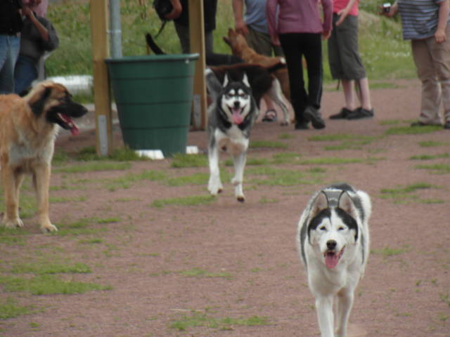 Galgoplatz vom 01.07.2012