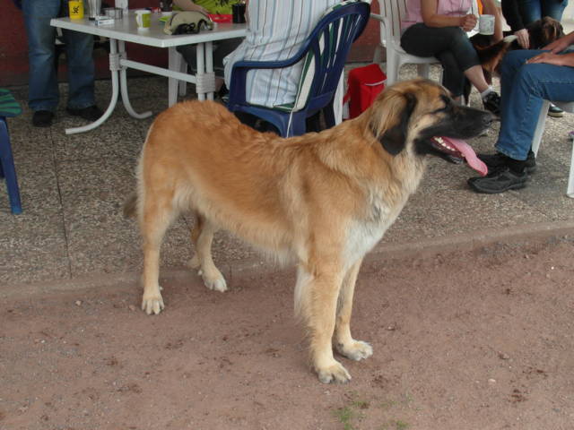 Galgoplatz vom 01.07.2012