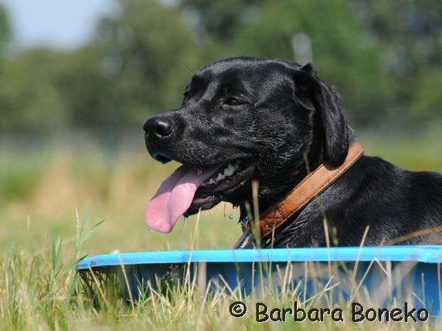 Platz der Galgohilfe Coesfeld 05.08.2012