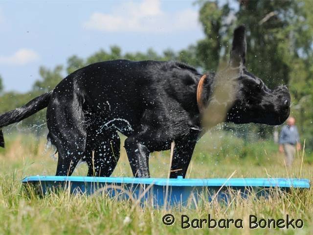 Platz der Galgohilfe Coesfeld 05.08.2012