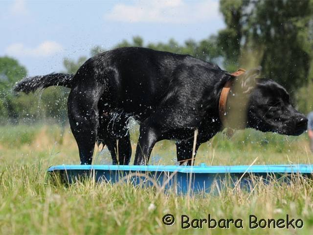 Platz der Galgohilfe Coesfeld 05.08.2012