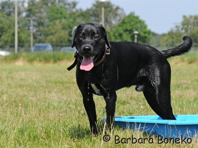 Platz der Galgohilfe Coesfeld 05.08.2012