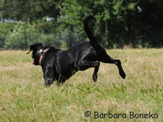 Platz der Galgohilfe Coesfeld 05.08.2012