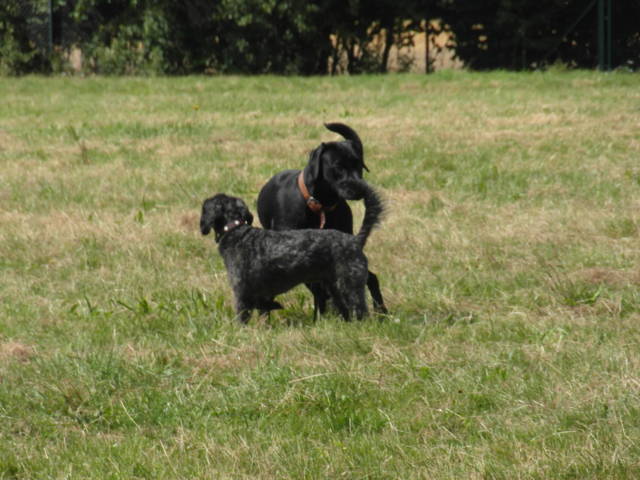 Platz der Galgohilfe Coesfeld 05.08.2012