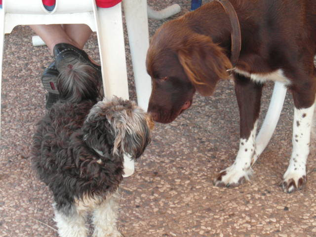 Platz der Galgohilfe Coesfeld 05.08.2012