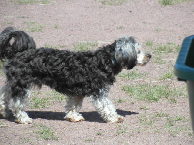 Platz der Galgohilfe Coesfeld 05.08.2012