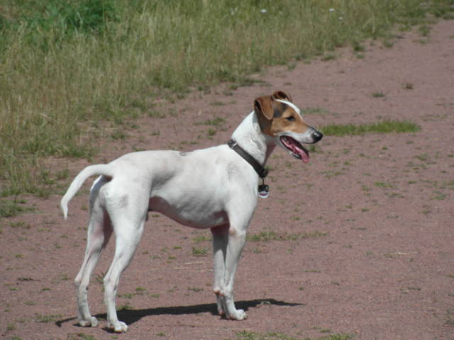 Platz der Galgohilfe Coesfeld 05.08.2012