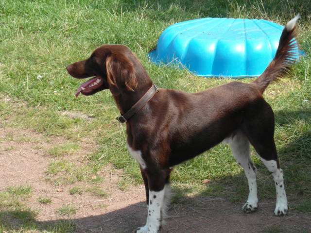 Platz der Galgohilfe Coesfeld 05.08.2012