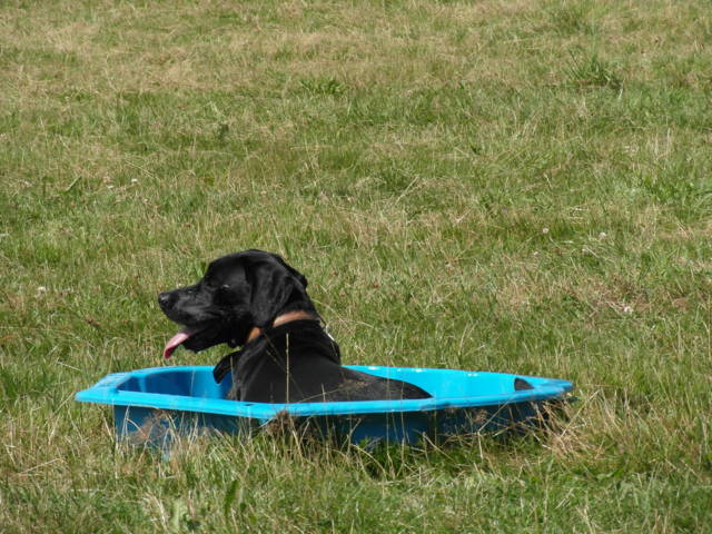 Platz der Galgohilfe Coesfeld 05.08.2012