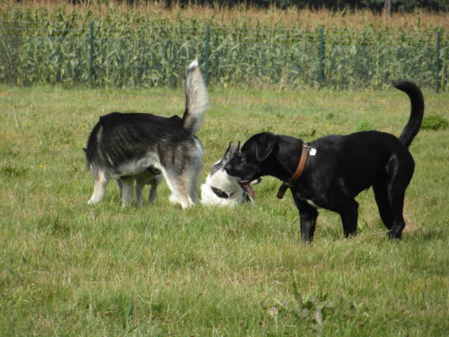 Platz der Galgohilfe Coesfeld 02.09.2012