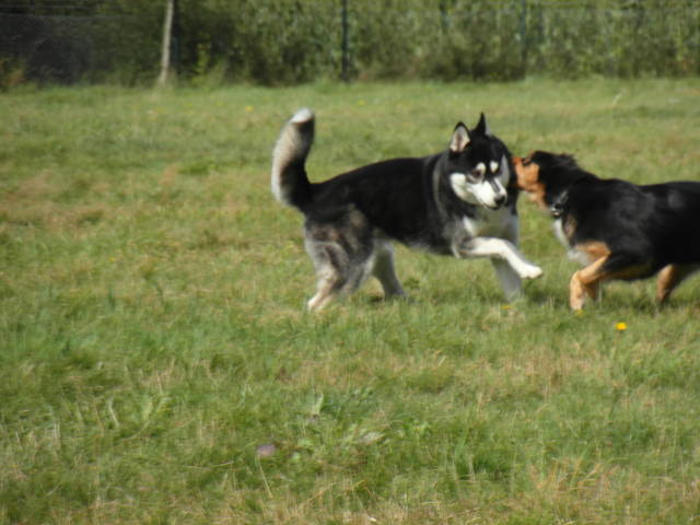 Platz der Galgohilfe Coesfeld 02.09.2012