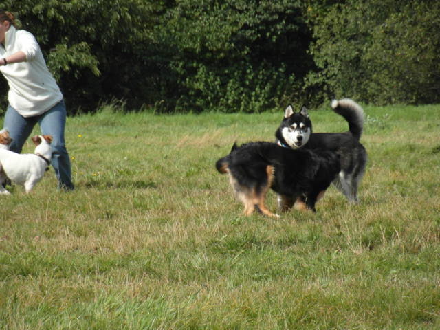 Platz der Galgohilfe Coesfeld 02.09.2012