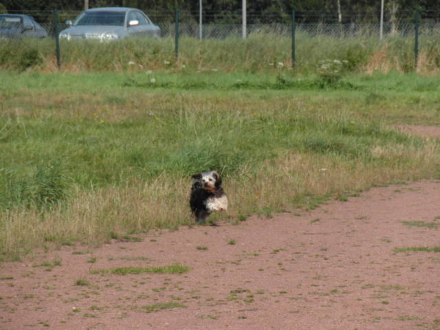 Platz der Galgohilfe Coesfeld 02.09.2012