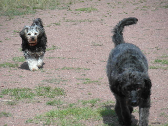 Platz der Galgohilfe Coesfeld 02.09.2012