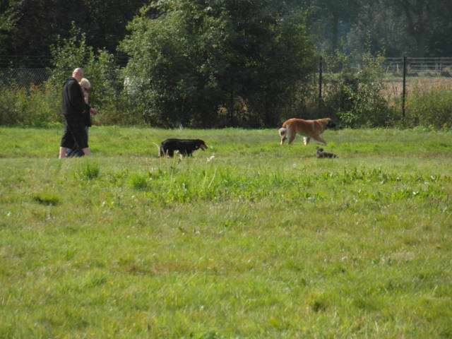 Platz der Galgohilfe Coesfeld 02.09.2012