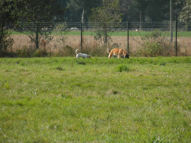 Platz der Galgohilfe Coesfeld 02.09.2012