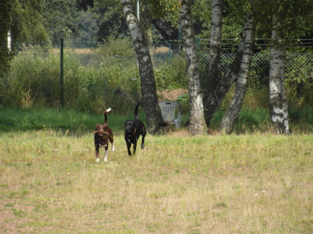 Platz der Galgohilfe Coesfeld 02.09.2012