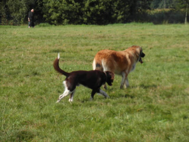 Platz der Galgohilfe Coesfeld 02.09.2012