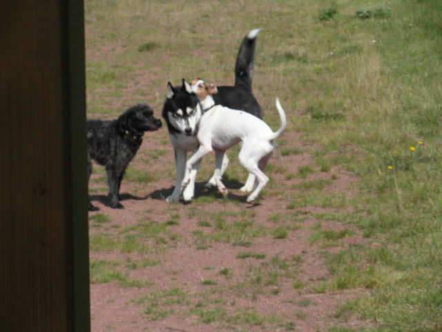 Platz der Galgohilfe Coesfeld 02.09.2012