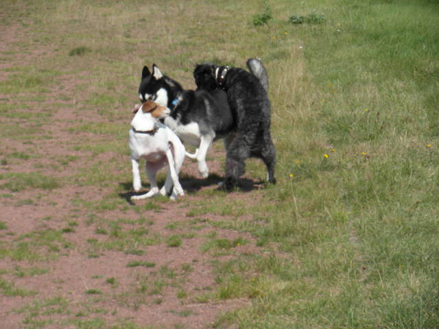 Platz der Galgohilfe Coesfeld 02.09.2012