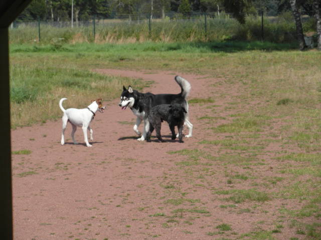 Platz der Galgohilfe Coesfeld 02.09.2012