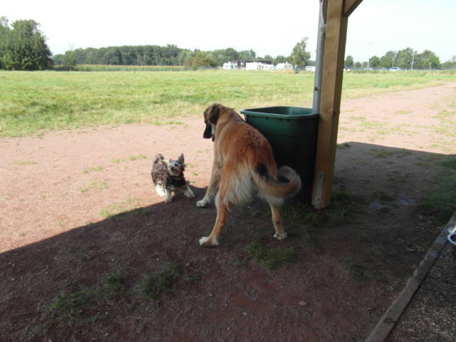 Platz der Galgohilfe Coesfeld 02.09.2012