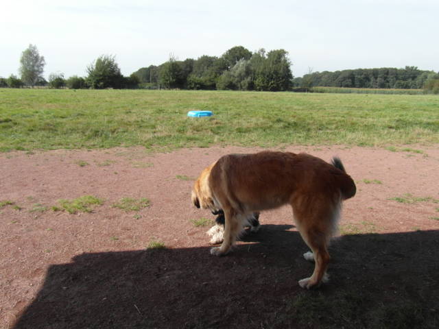 Platz der Galgohilfe Coesfeld 02.09.2012