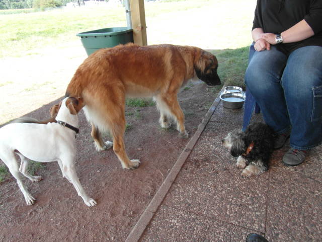 Platz der Galgohilfe Coesfeld 02.09.2012