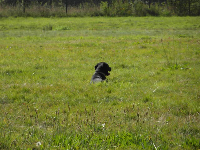 Platz der Galgohilfe Coesfeld 02.09.2012