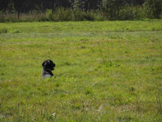 Platz der Galgohilfe Coesfeld 02.09.2012