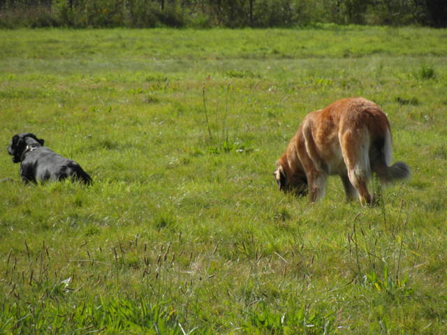 Platz der Galgohilfe Coesfeld 02.09.2012