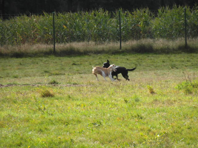 Platz der Galgohilfe Coesfeld 07.10.2012