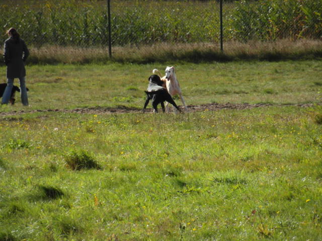 Platz der Galgohilfe Coesfeld 07.10.2012