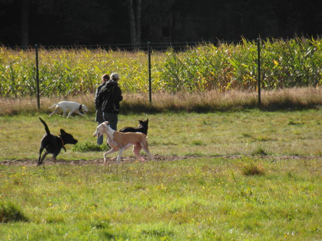 Platz der Galgohilfe Coesfeld 07.10.2012