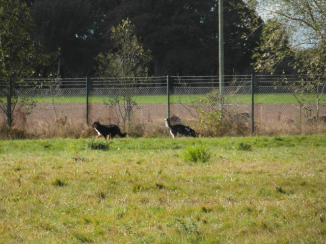 Platz der Galgohilfe Coesfeld 07.10.2012