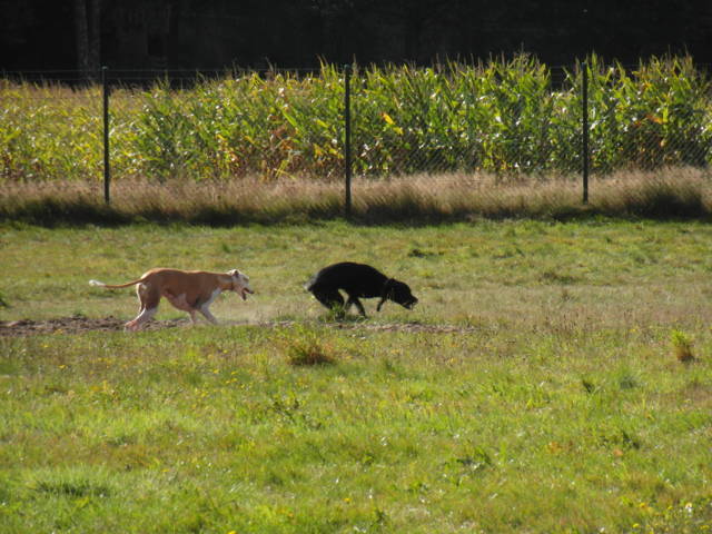 Platz der Galgohilfe Coesfeld 07.10.2012