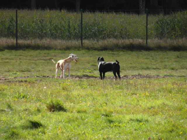 Platz der Galgohilfe Coesfeld 07.10.2012