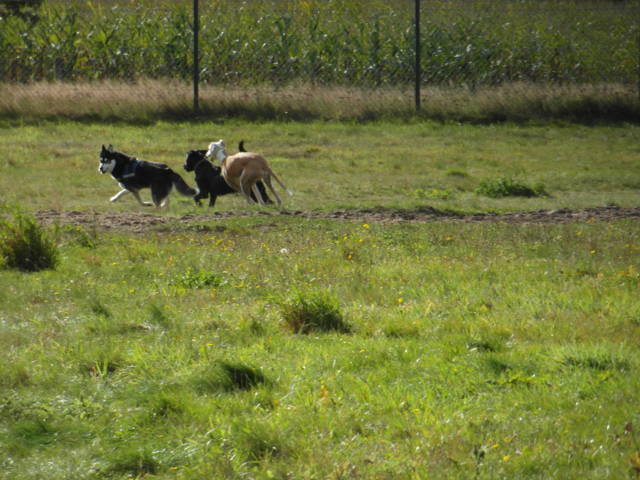 Platz der Galgohilfe Coesfeld 07.10.2012