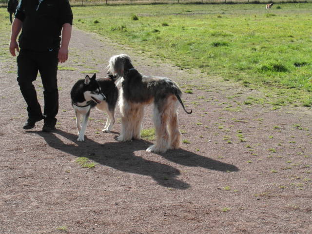 Platz der Galgohilfe Coesfeld 07.10.2012