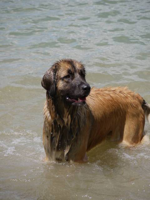 Ene hbsche Hovawart-Leonberger Hndin