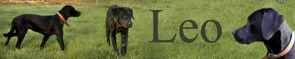 Labrador Leo